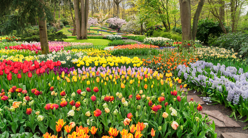 Bedandbreakfast.eu; Spring in Holland: Keukenhof Tulip Fields